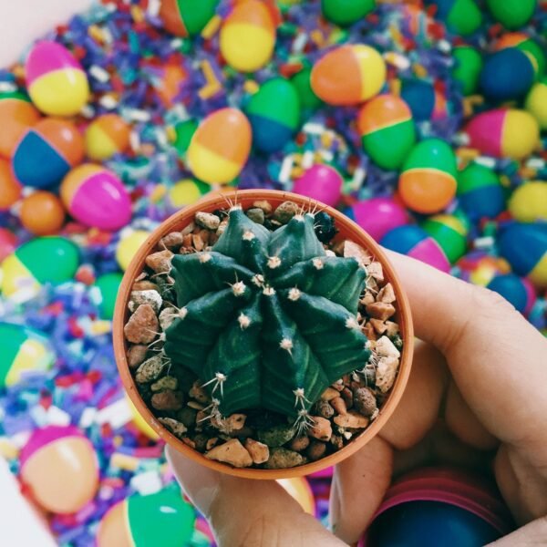 02_2a43fa5b-20db-4139-9629-11313503684d.jpg Decorative Stones and Pebbles for Garden, Vase Fillers Multicolor.