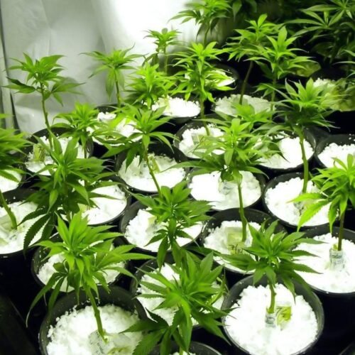 02_8df957dc-d970-4924-a753-8b385b1fe3ad.jpg Paradise Perlite for Hydroponics & Horticulture Soil Conditioner (250 GM)