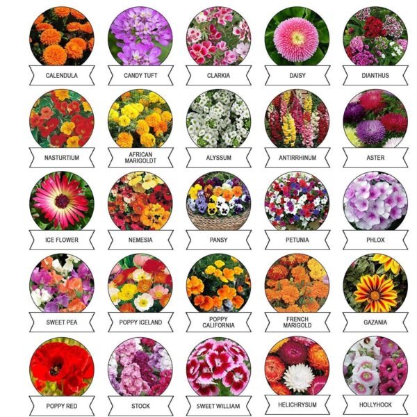 Seeds 20 Varieties of Flower Seeds Combo (1 Pkt / 20 Varieties)