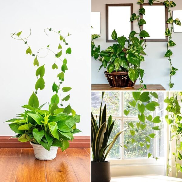 Plant Climbing Wall Fixture Clip (30 Pcs Set)