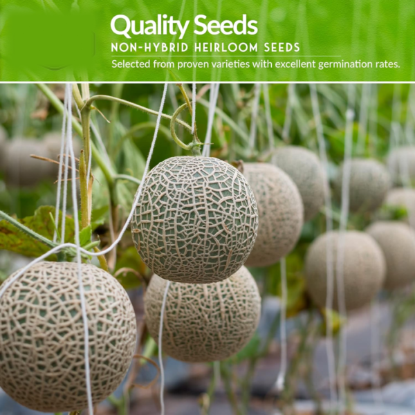 Fruit Seeds Combo Pack - (10 Pc / Set)