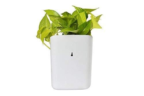 31qXIhbytSL_1024x1024_d4eaa8c7-e717-4906-8b0a-cc0593d5ff8c.jpg Plastic Vertical Hanging Planter Pot, Multicolour,