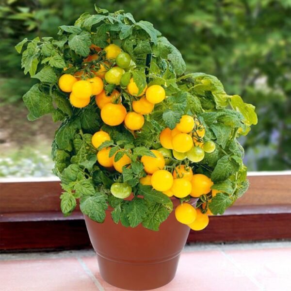 7_1898e63e-08bb-455a-a587-f6cbc0767058.jpg Garden Heavy Plastic Planter Pot / Gamla 6 inch (Brown, Pack of 1, Small)