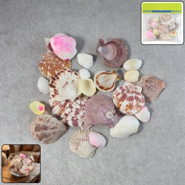 Natural Decorative Sea Shells Set (1 Set)